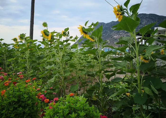 Eleni * 克法洛斯