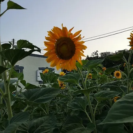 Apartament Eleni Kéfalos