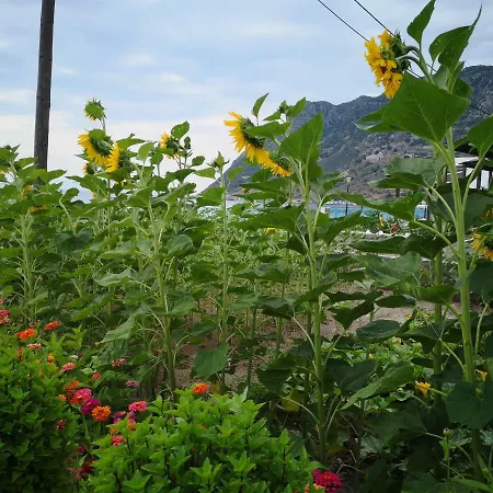 Eleni * Kéfalos